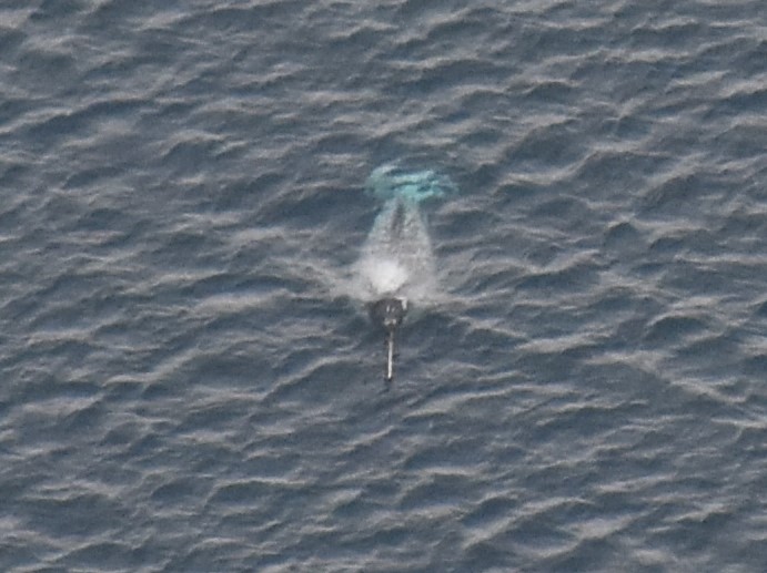 En narval vid mynningen av Victoriafjorden