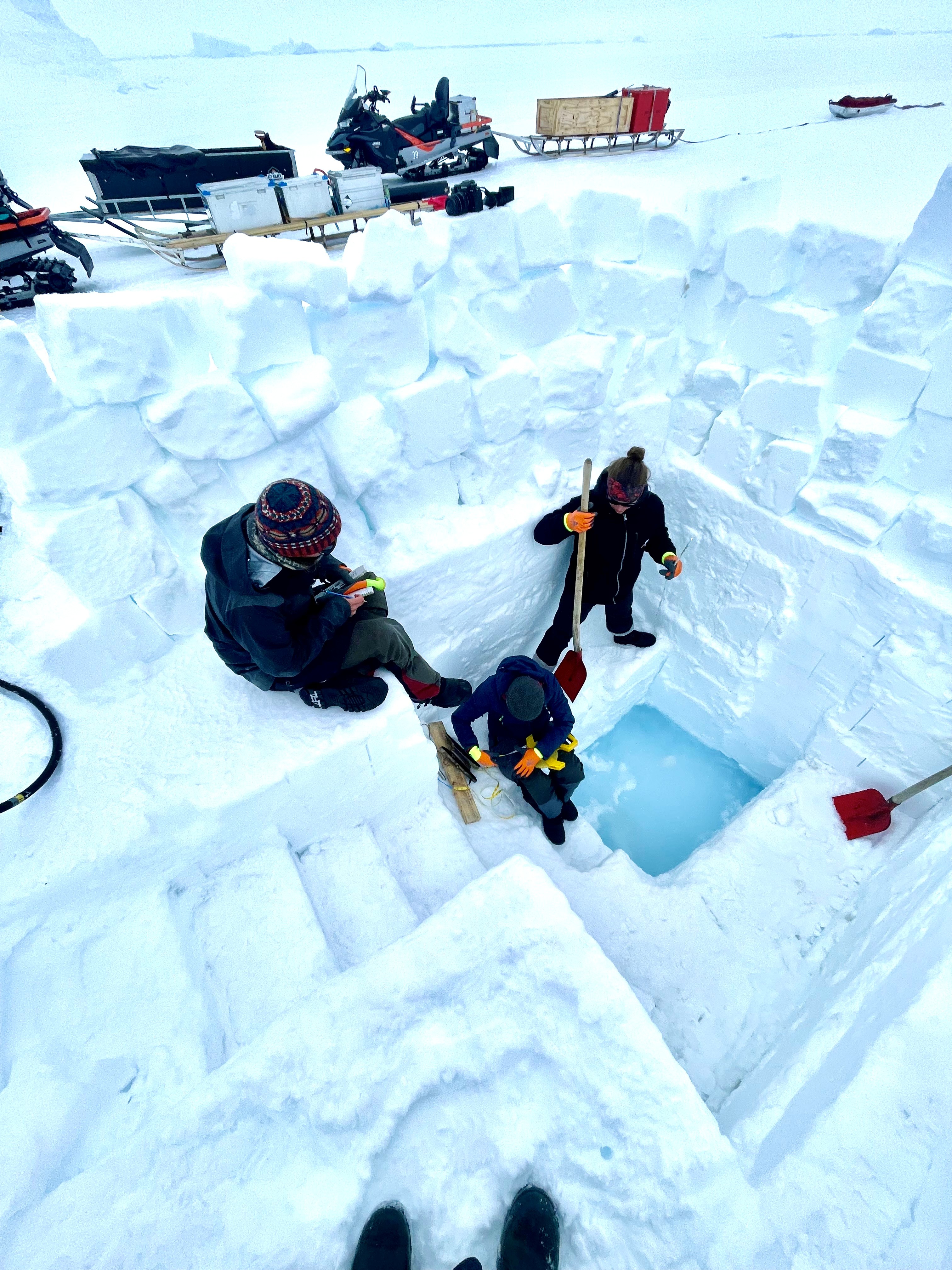 En dåligt anpassad polarfarare