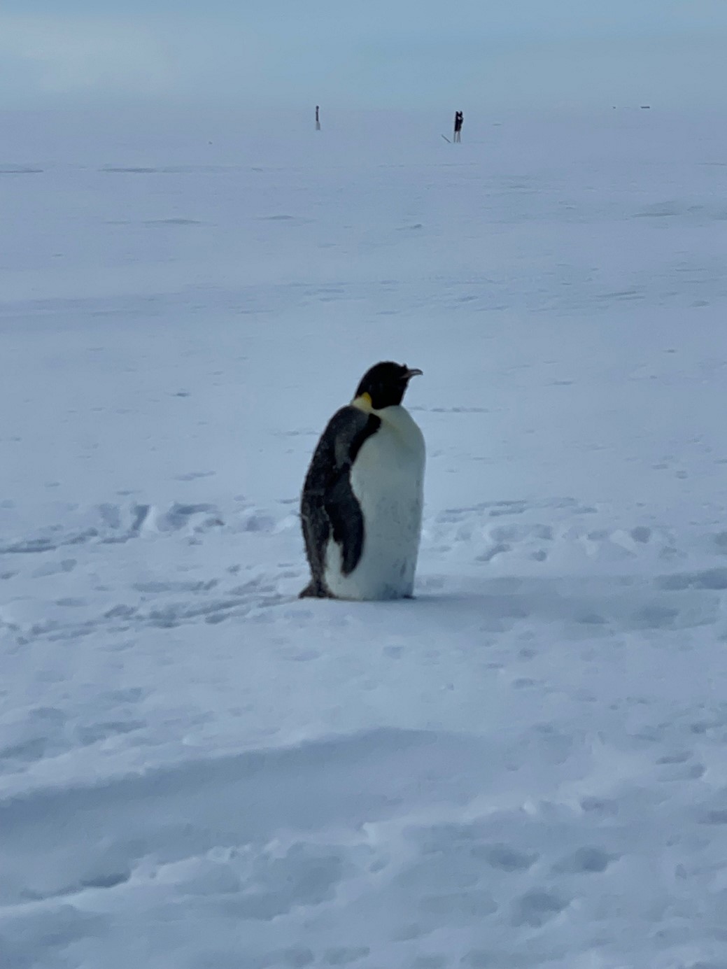 Pingvin