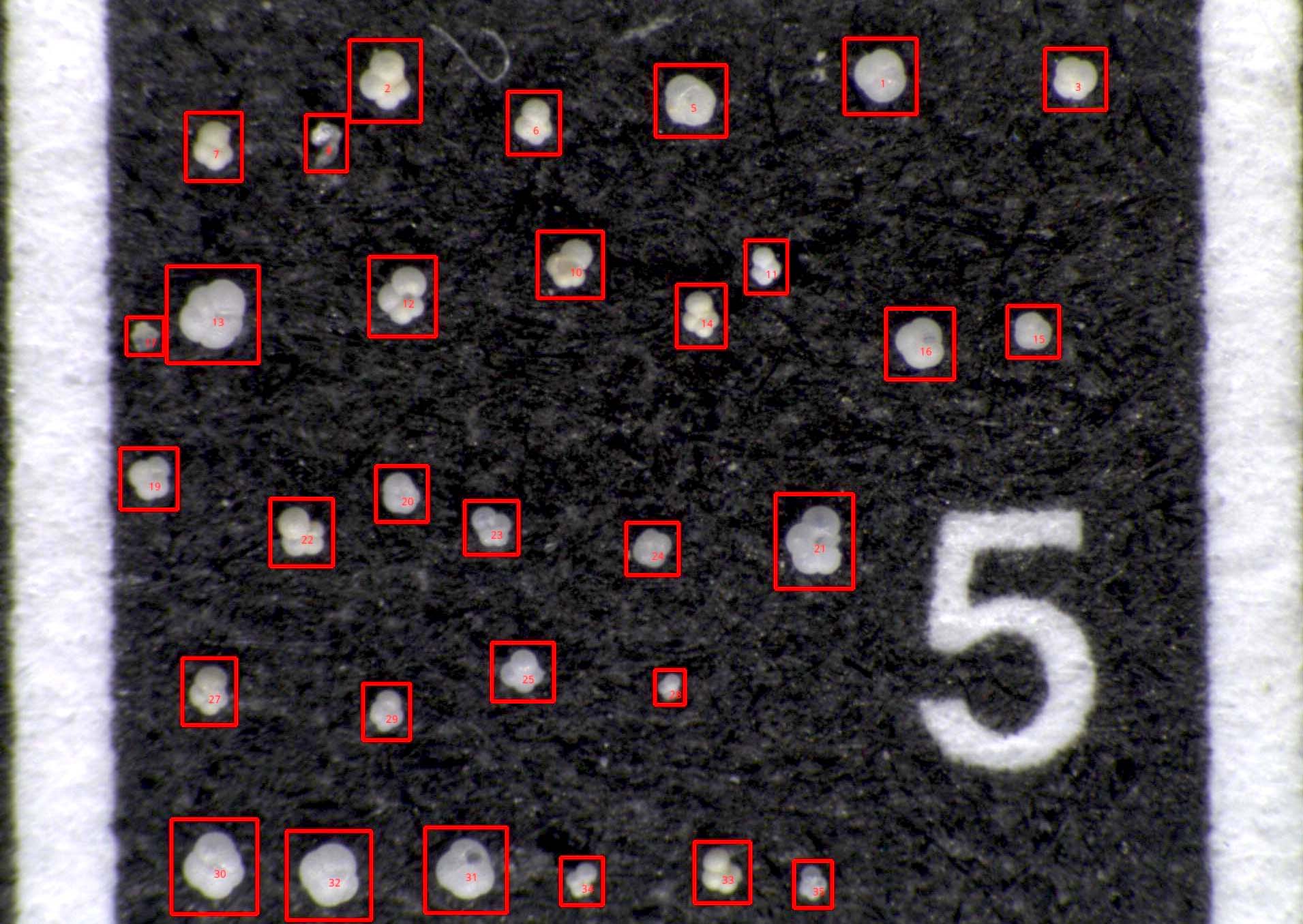 Planktoniska foraminiferer sett via ett mikroskop