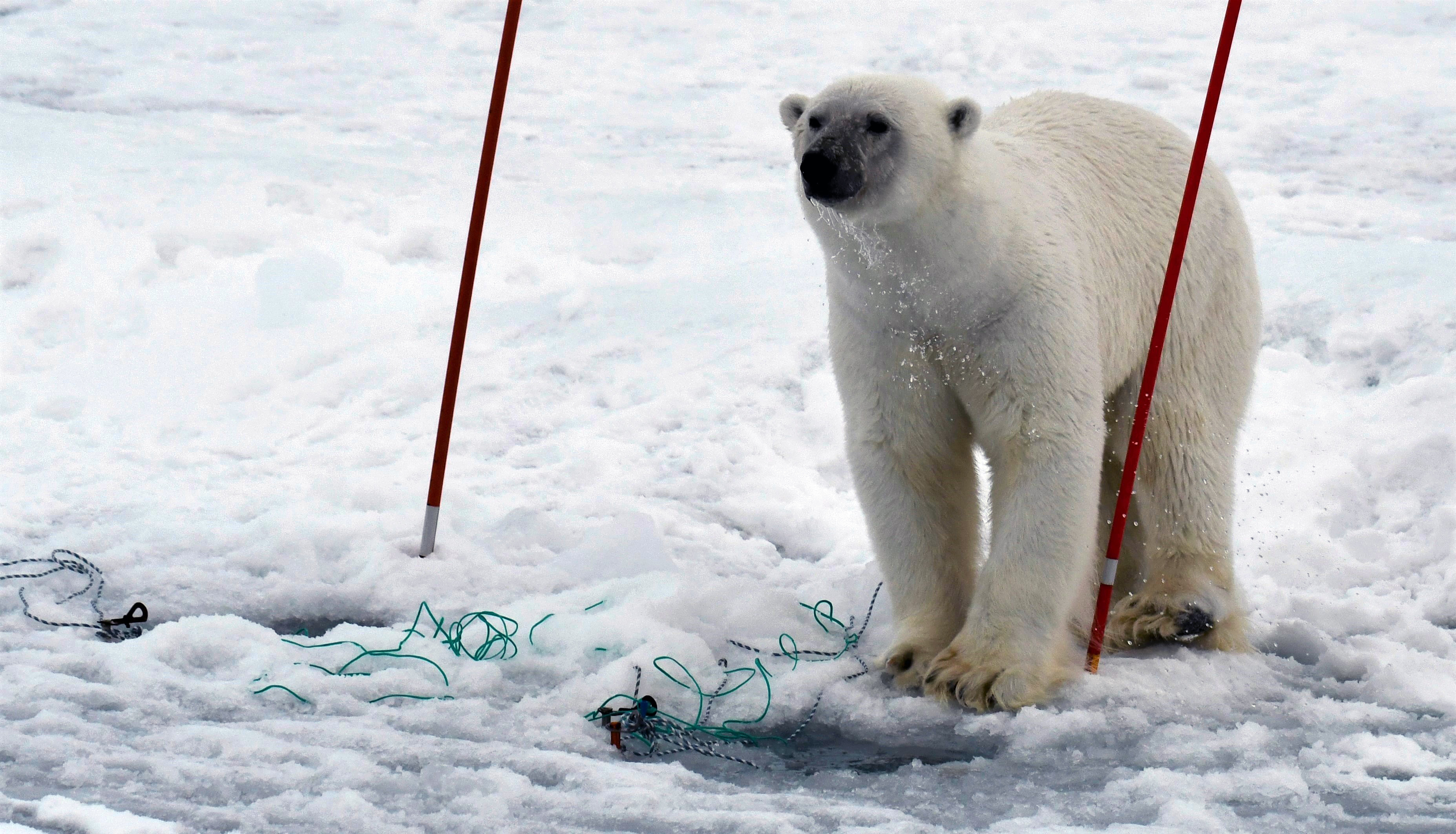 En isbjörn som inspekterar en isstation på expeditionen SAS 2021 med isbrytaren Oden