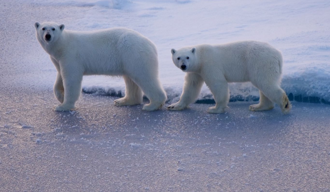 Isbjörnar