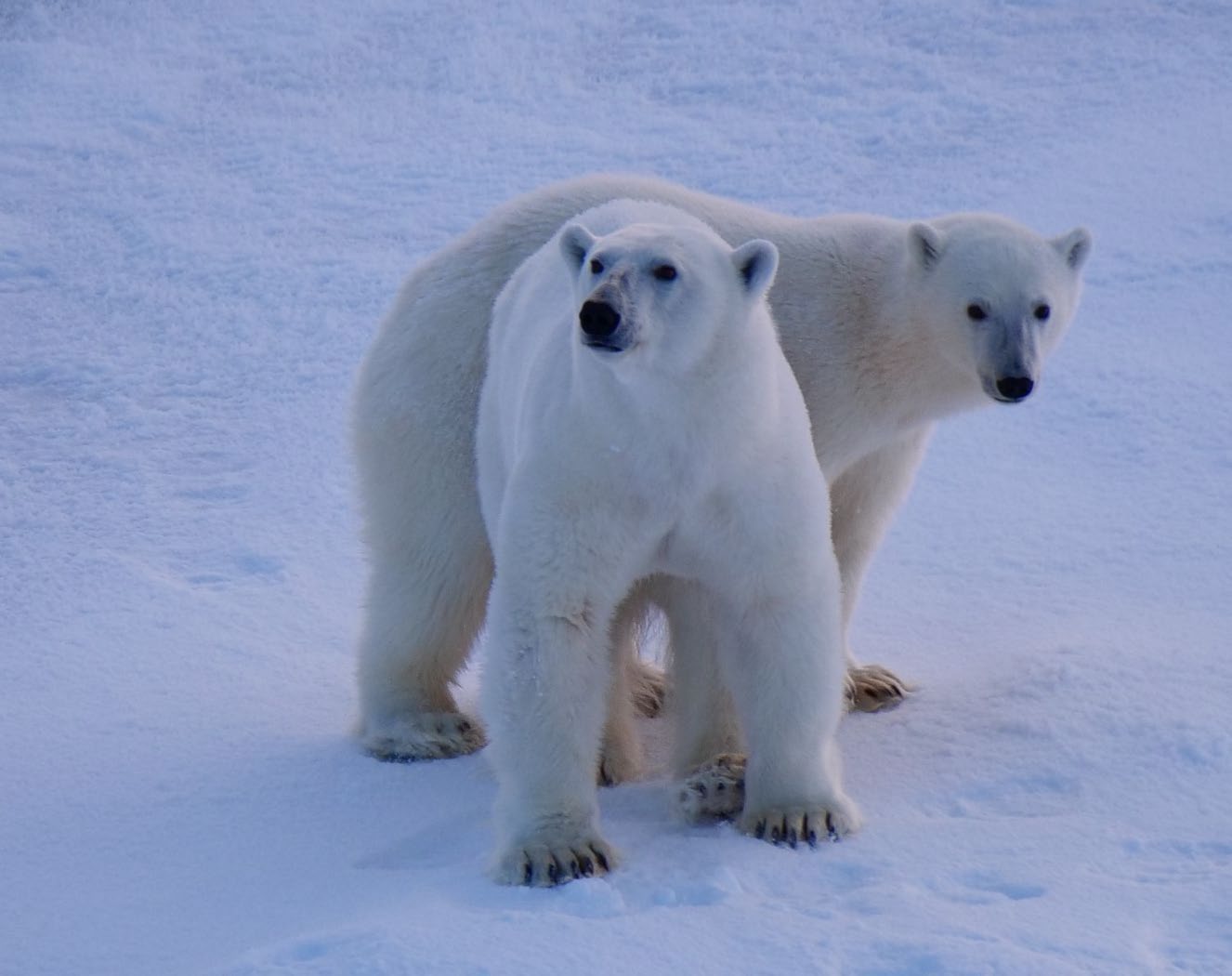 Isbjörn med tvåårig unge