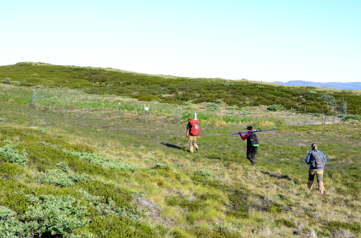 Forskarrapport: Hur skulle en obetad tundra se ut?