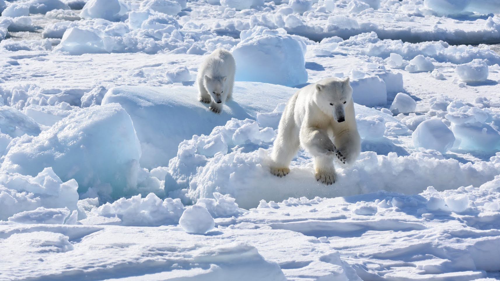 Öppet seminarium: miljöprognoser för hållbar utveckling i Arktis