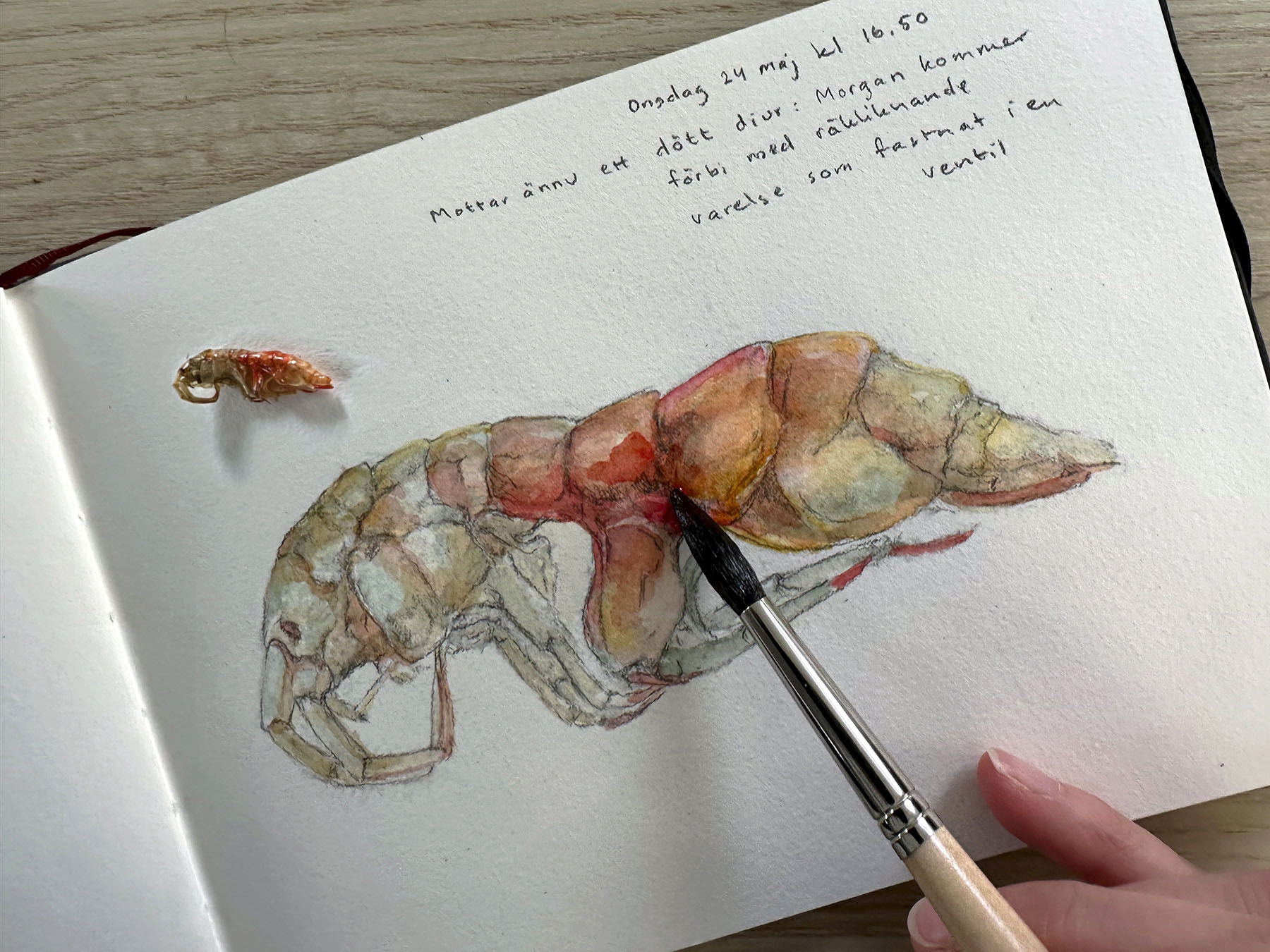 Teckning/akvarell av en räka. 