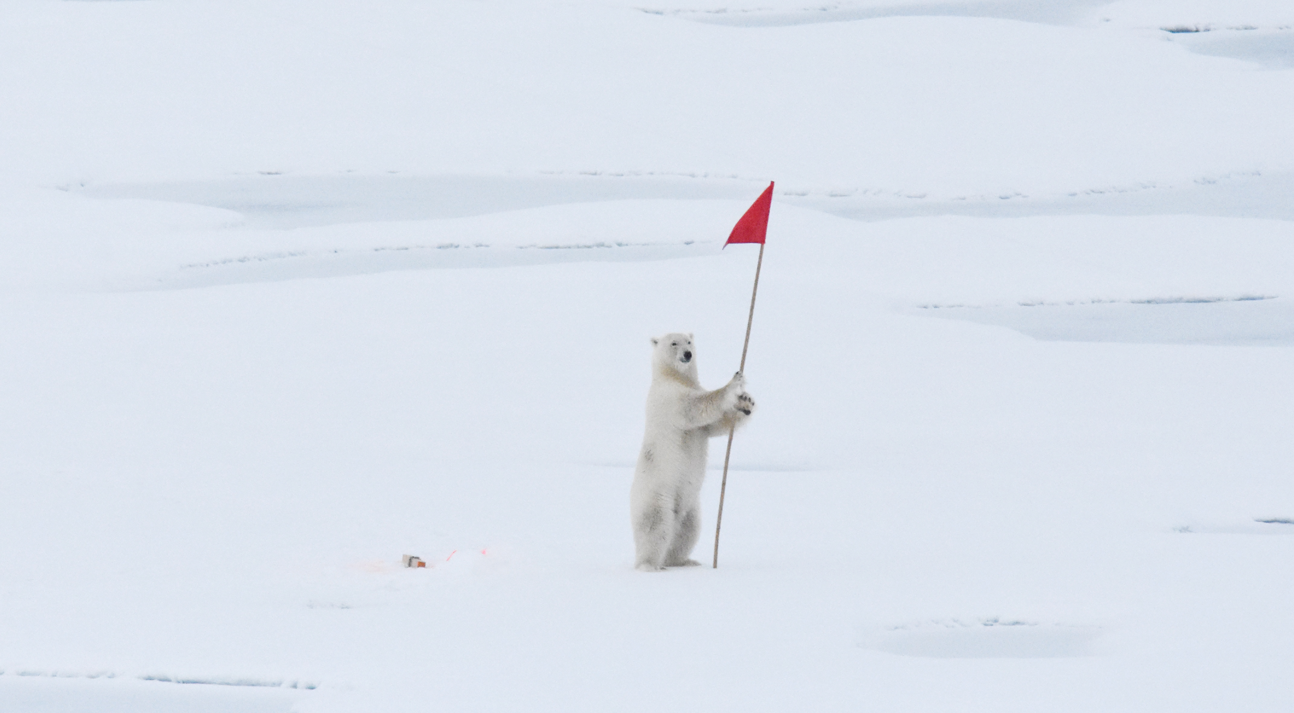 Förvånansvärt mycket liv
