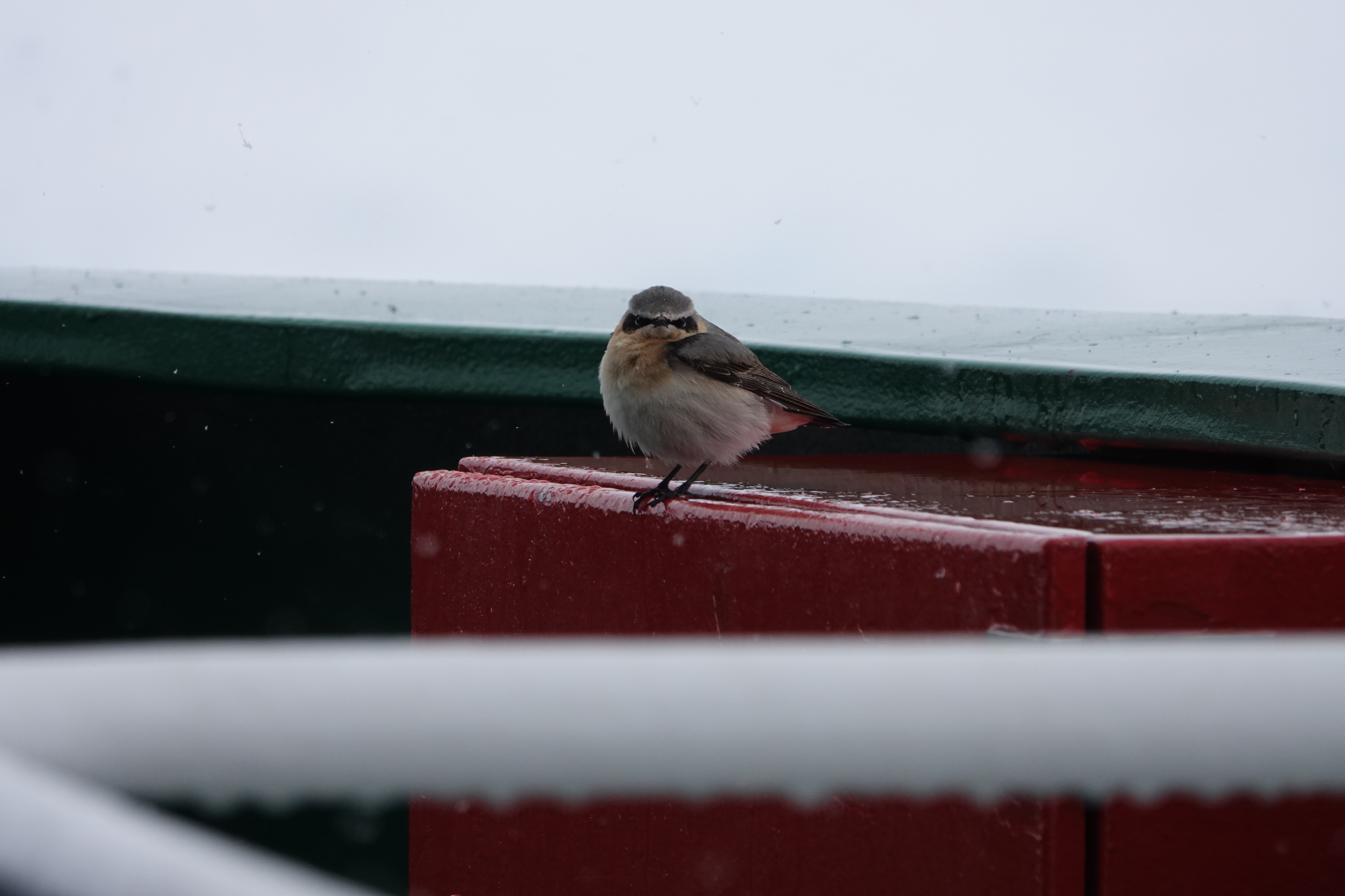 Flygande fripassagerare